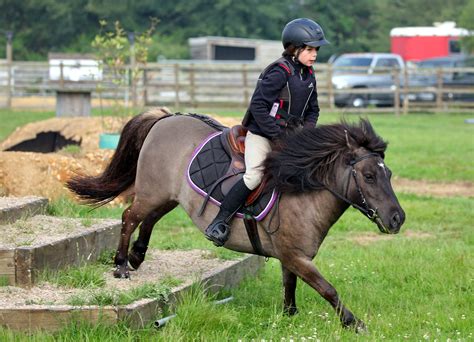Poneys Shetland en liberté dans un pré