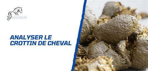 Vue rapprochée de crottins de cheval