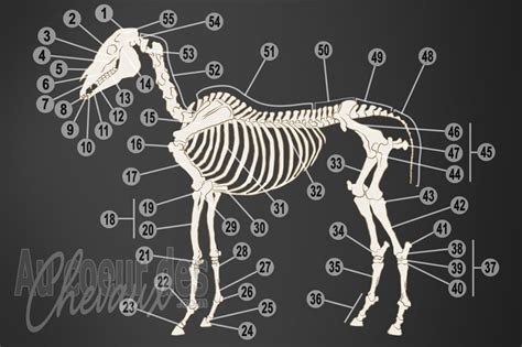 Cheval squelette dans un environnement nocturne