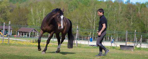 Schéma illustrant les principes de l'équitation éthologique