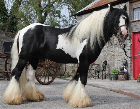 Cheval Irish Cob tirant une roulotte traditionnelle