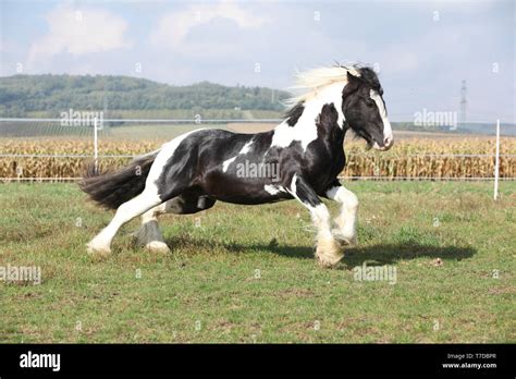 Portrait d'un Irish Cob avec une crinière longue et des fanons fournis