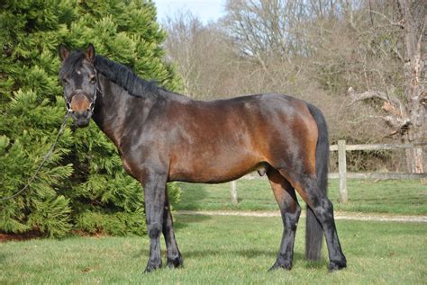 Photo de l'étalon BLUE ICE