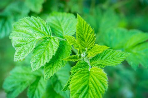 Feuilles de framboisier fraîches sur une branche