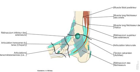 Schéma anatomique des tendons fléchisseurs du membre équin