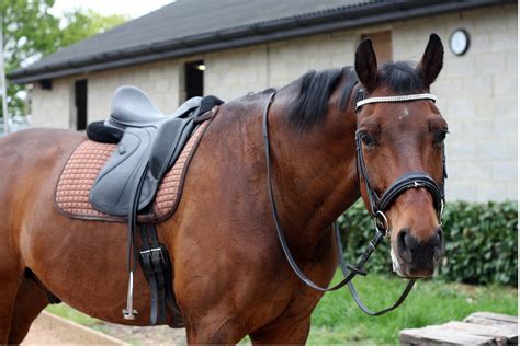 Cheval avec une selle stable