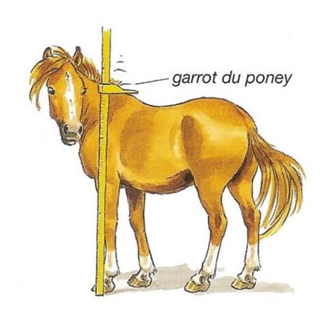 Schéma montrant la mesure de la hauteur au garrot du cheval