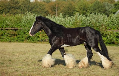 Cheval de trait Shire