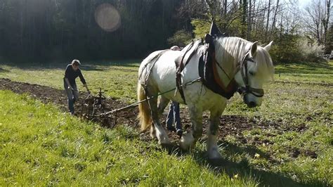 Illustration historique d'un cheval de trait tirant une charrue
