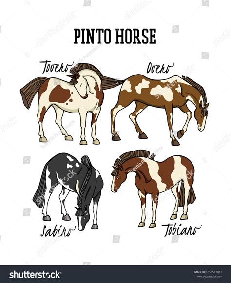 Infographie comparant les différents types de robes pies : Tobiano, Overo, Tovero, Sabino.