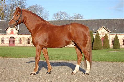 Cheval alezan brûlé dans un pré