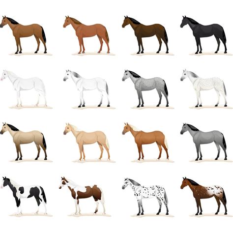 Diagramme illustrant les allèles des robes de base du cheval