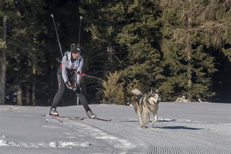 Un skieur tracté par un chien en pleine forêt enneigée