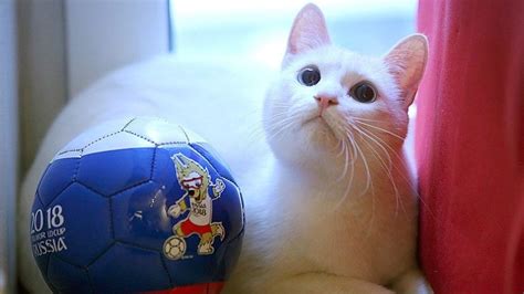 Image d'Achille le chat, le pronostiqueur officiel du Mondial 2018