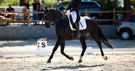 Infographie présentant les différentes disciplines équestres