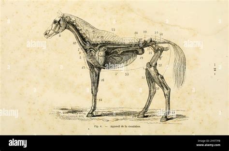 Diagramme anatomique d'un cheval mettant en évidence les points clés de la morphologie du Selle Français