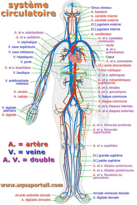 Diagramme illustrant le système circulatoire