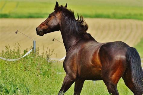Cheval bai brun portant un filet noir