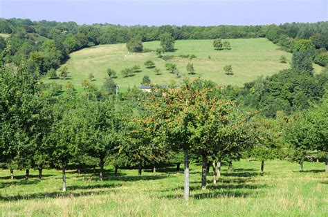 Paysage vallonné du Pays d'Auge