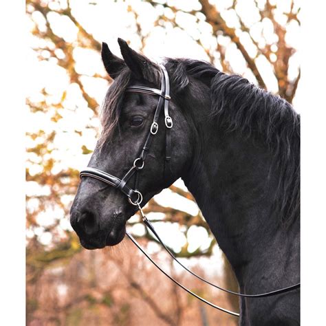 Cheval portant un bridon sans mors bien ajusté