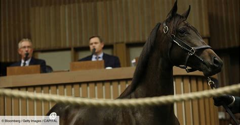 Un yearling présenté lors d'une vente aux enchères