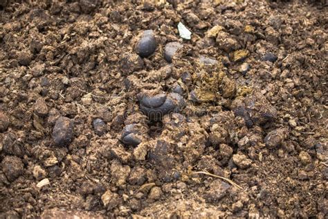 Compost de fumier de cheval
