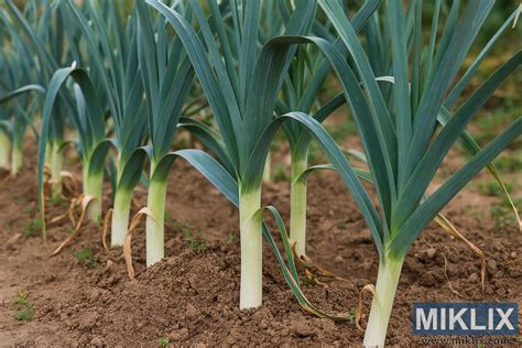 Poireaux plantés dans un sillon
