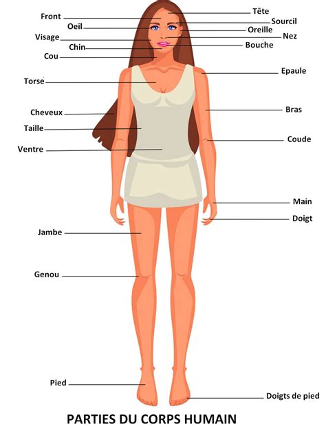 Schéma expliquant les différentes parties d'une couverture de cheval