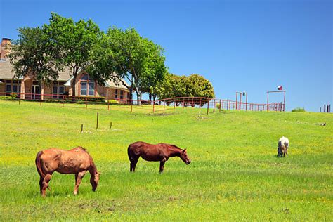 Cheval Quarter Horse dans un ranch au Texas