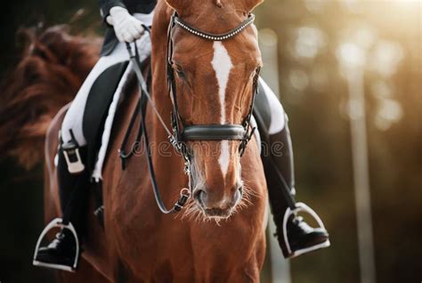 Cheval avec un cavalier tenant les rênes