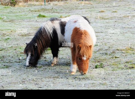 Deux poneys Shetland interagissant dans un pré