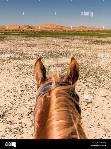 Un cheval Mustang dans un paysage désertique