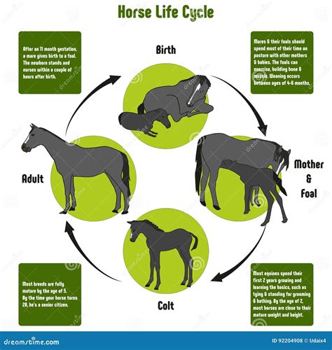 Schéma illustrant le cycle de vie d'un cheval de course, de l'élevage à la reconversion