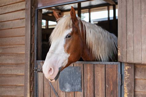 Groom attentif donnant à manger à un cheval dans son box