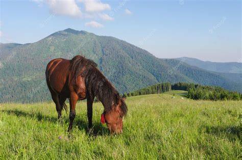 Cheval broutant paisiblement dans une grande prairie verdoyante