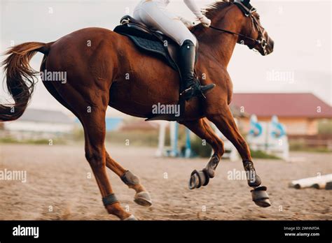 Cheval et cavalier en action lors d'une compétition équestre