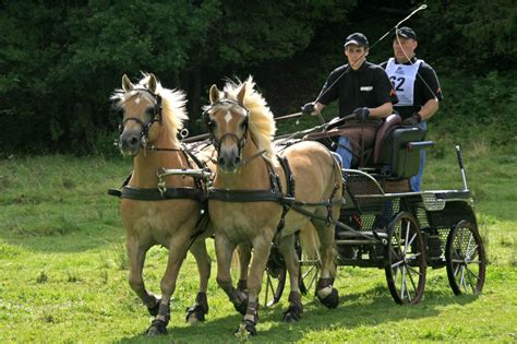 Un attelage de quatre chevaux traversant un obstacle lors d'un marathon