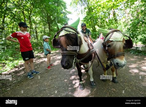 Chemin forestier avec des poneys