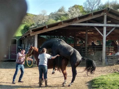 Jument et étalon lors d'une saillie