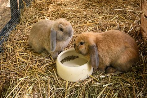 Lapins dans une litière