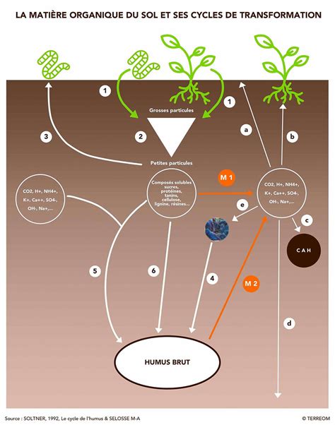 Diagramme montrant l'amélioration de la structure du sol par l'ajout de matière organique