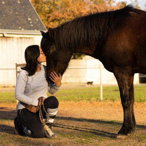 Cheval et cavalier partageant un moment de complicité pendant le pansage