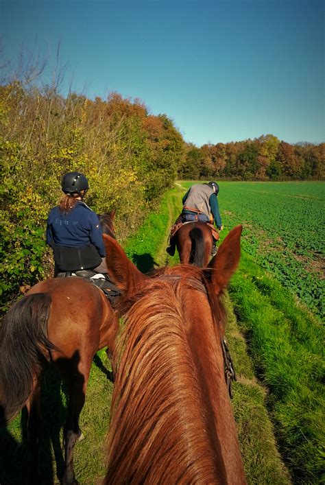 Cavalier et cheval en pleine nature