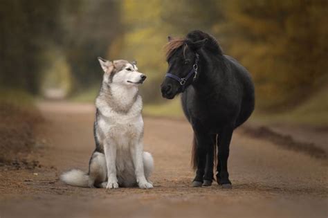 Un chien et un poney se regardant avec curiosité dans un pré