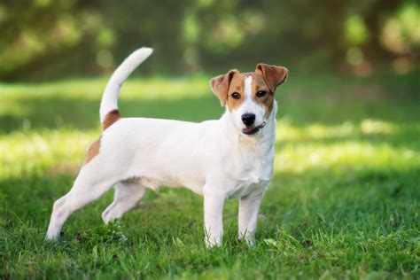 Un chien de race Jack Russell Terrier courant aux côtés d'un cheval