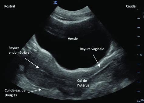 Échographie utérine d'une jument