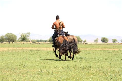 Cheval mongol au galop dans la steppe
