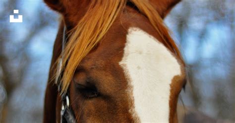 Gros plan sur la tête d'un cheval mongol