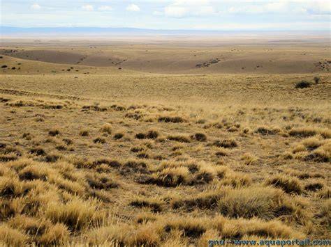 Végétation de la steppe mongole