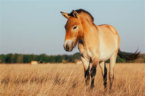 Cheval de Przewalski dans un paysage naturel